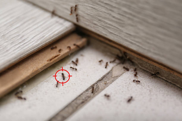 Spider Control Near Me in Lynden, WA