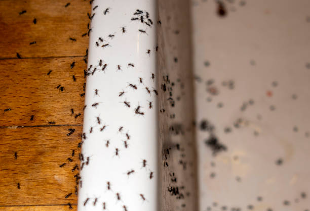 Best Spider Control Near Me  in Lynden, WA