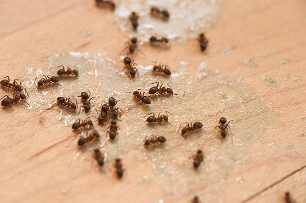 Best Wasp Removal Services  in Lynden, WA