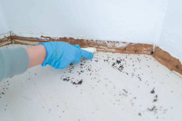 Best Insect Control  in Lynden, WA